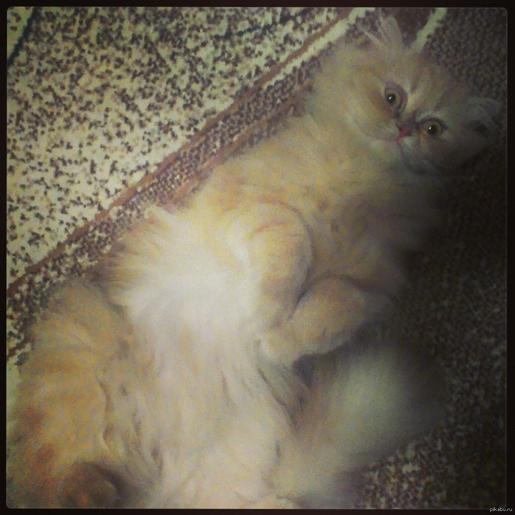 ��� ��� ����� �����