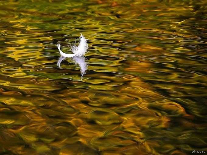Перо на воде.