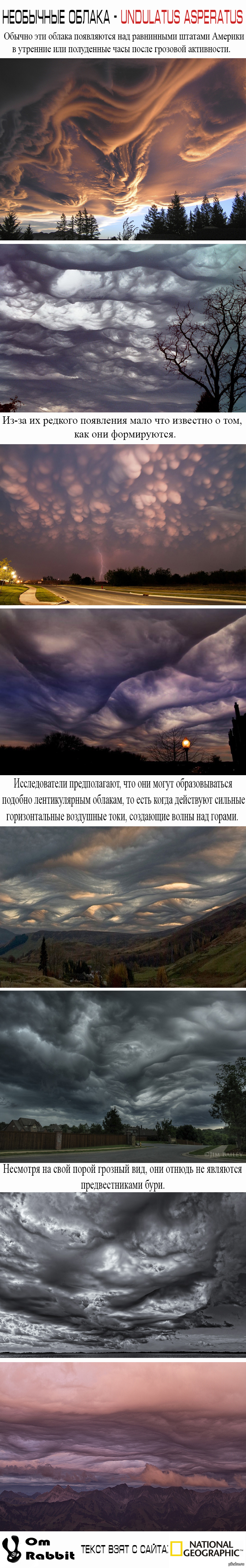     Undulatus asperatus 
