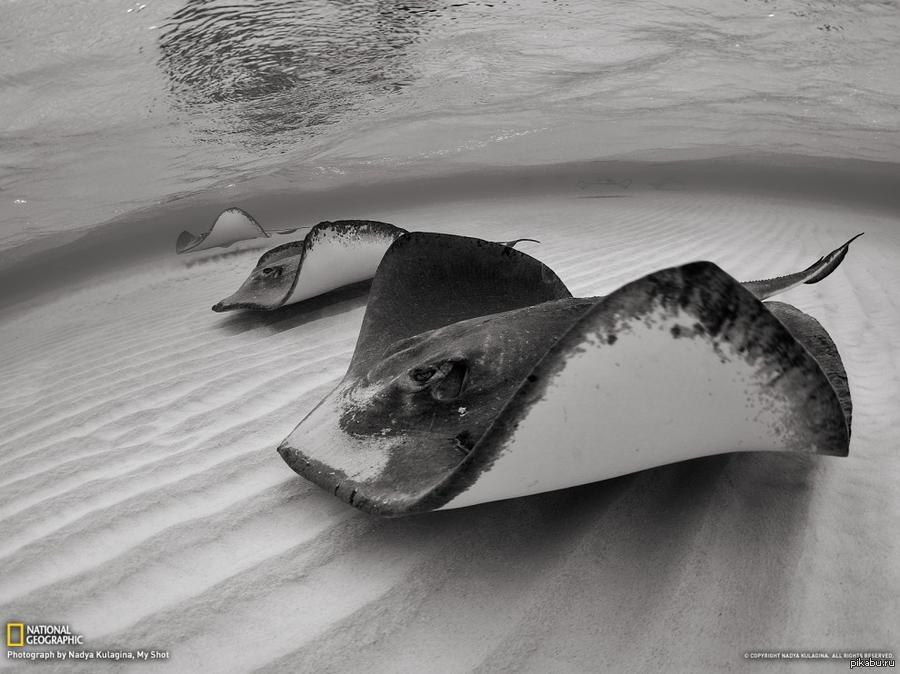 Звено скатов наступает