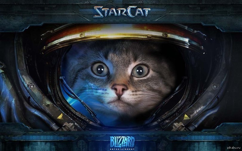 Кот джим. Старкрафт 2 Рейнор котик. Старкрафт 2 кот морпех. Кот STARCRAFT 2. Кот старкрафт 2.