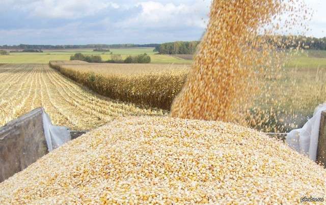 Купить Зерно В Ульяновской Области