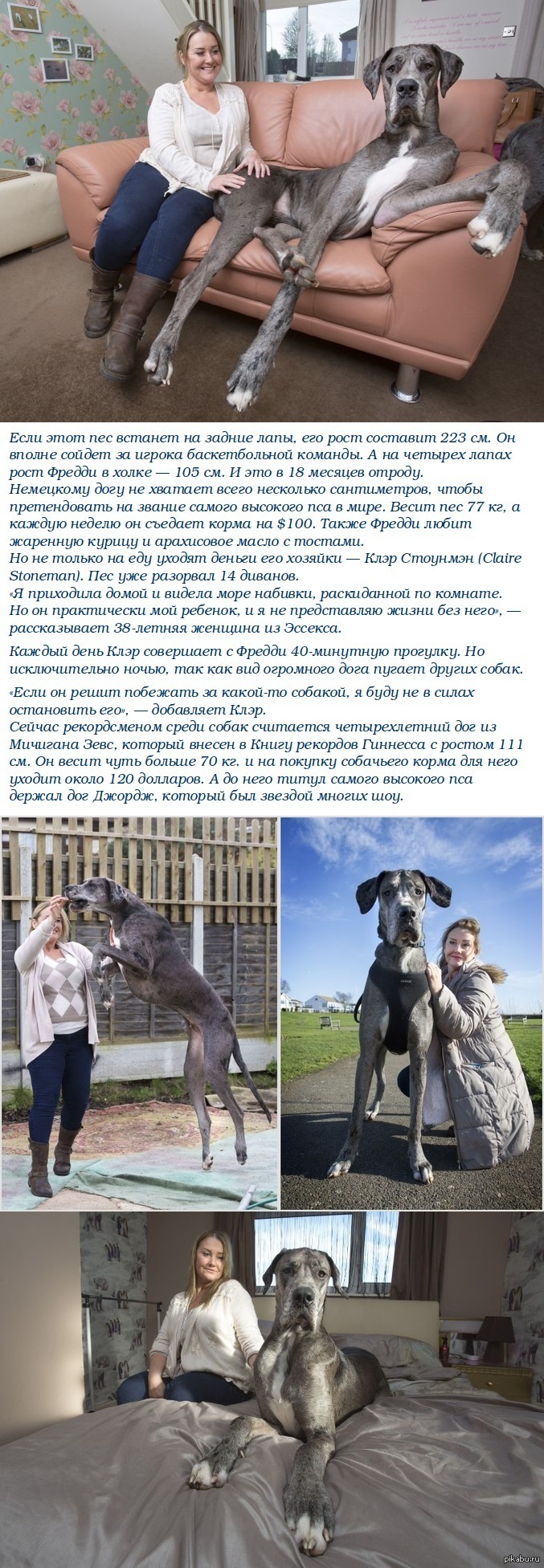 Самая высокая собака Великобритании | Пикабу