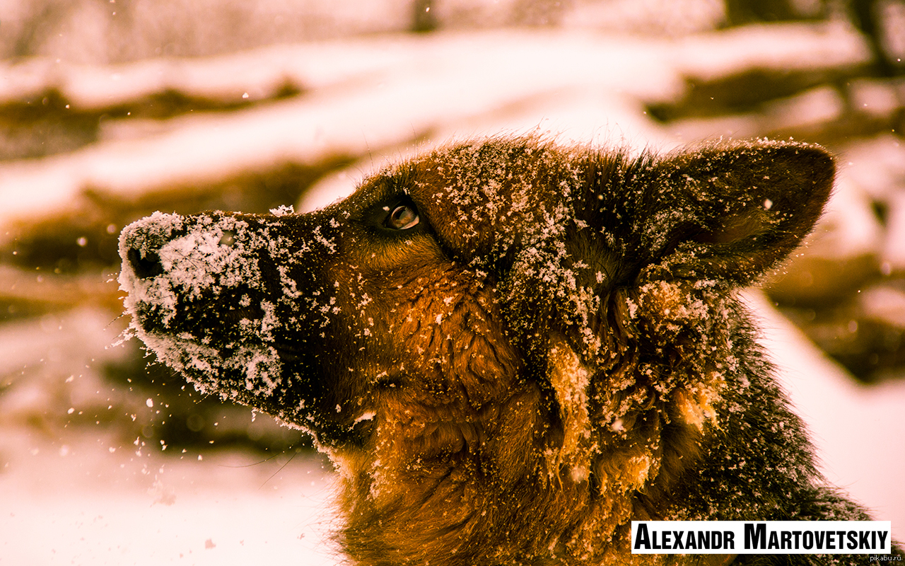 вот вам собачьей милоты. как вам?