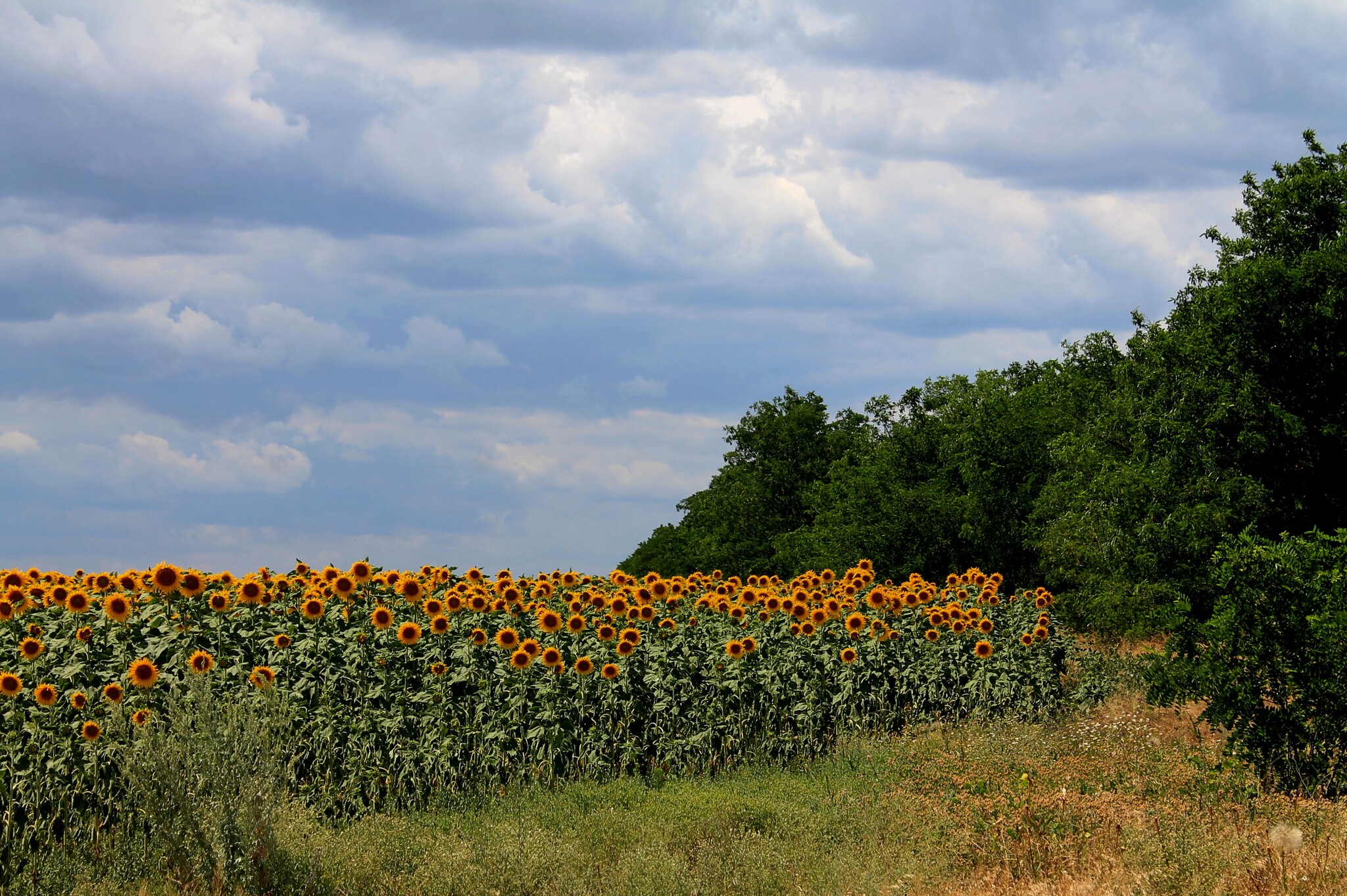 Post #14245749 - Series What you were embarrassed to show, My, The photo, Nature, Landscape, Field, Sunflower, The clouds, Summer