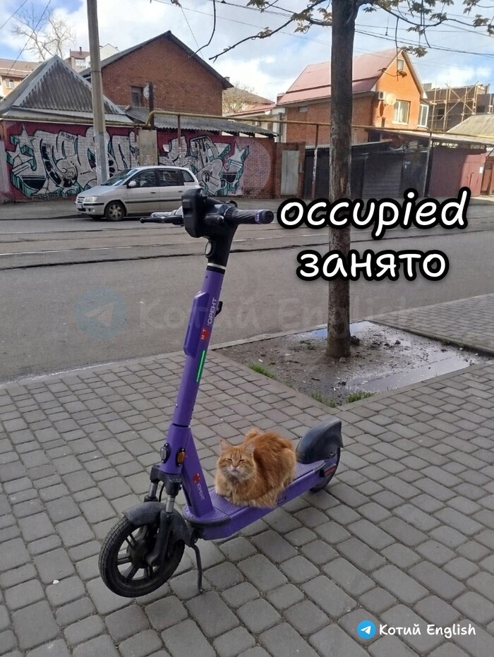Котик снижает количество самокатчиков на дорогах, котик молодец