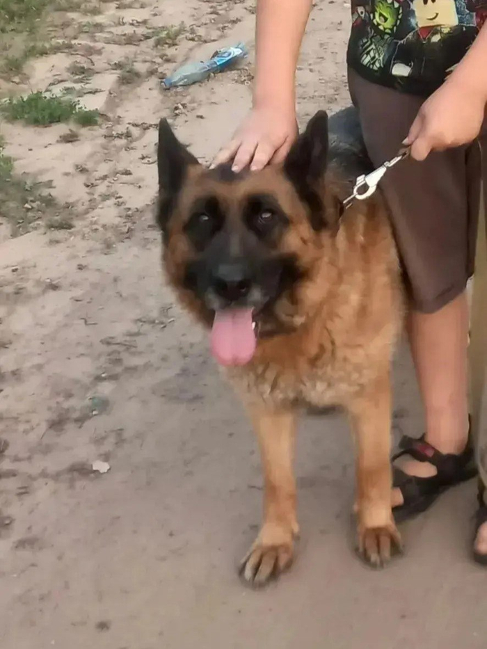 Водитель автобуса помог потерявшейся в Улан-Удэ собаке вернуться домой