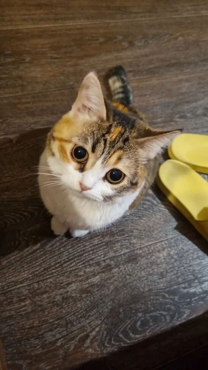 Про кошек