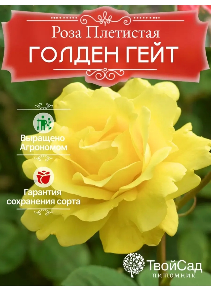 Фото из карточки товара. То, что должно быть.