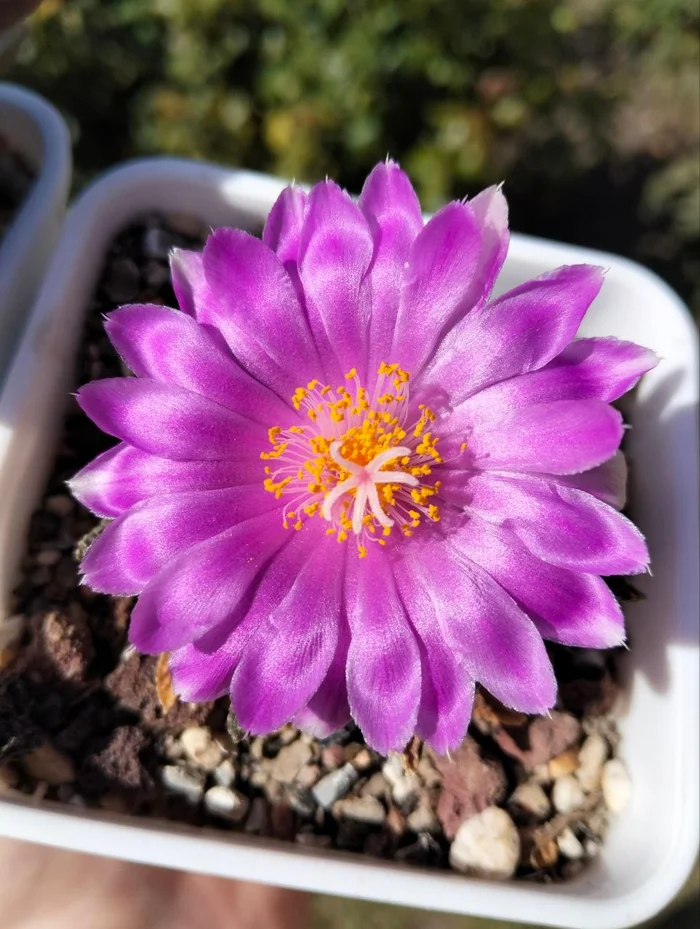 �������� ������� Ariocarpus fissuratus var. hintonii.