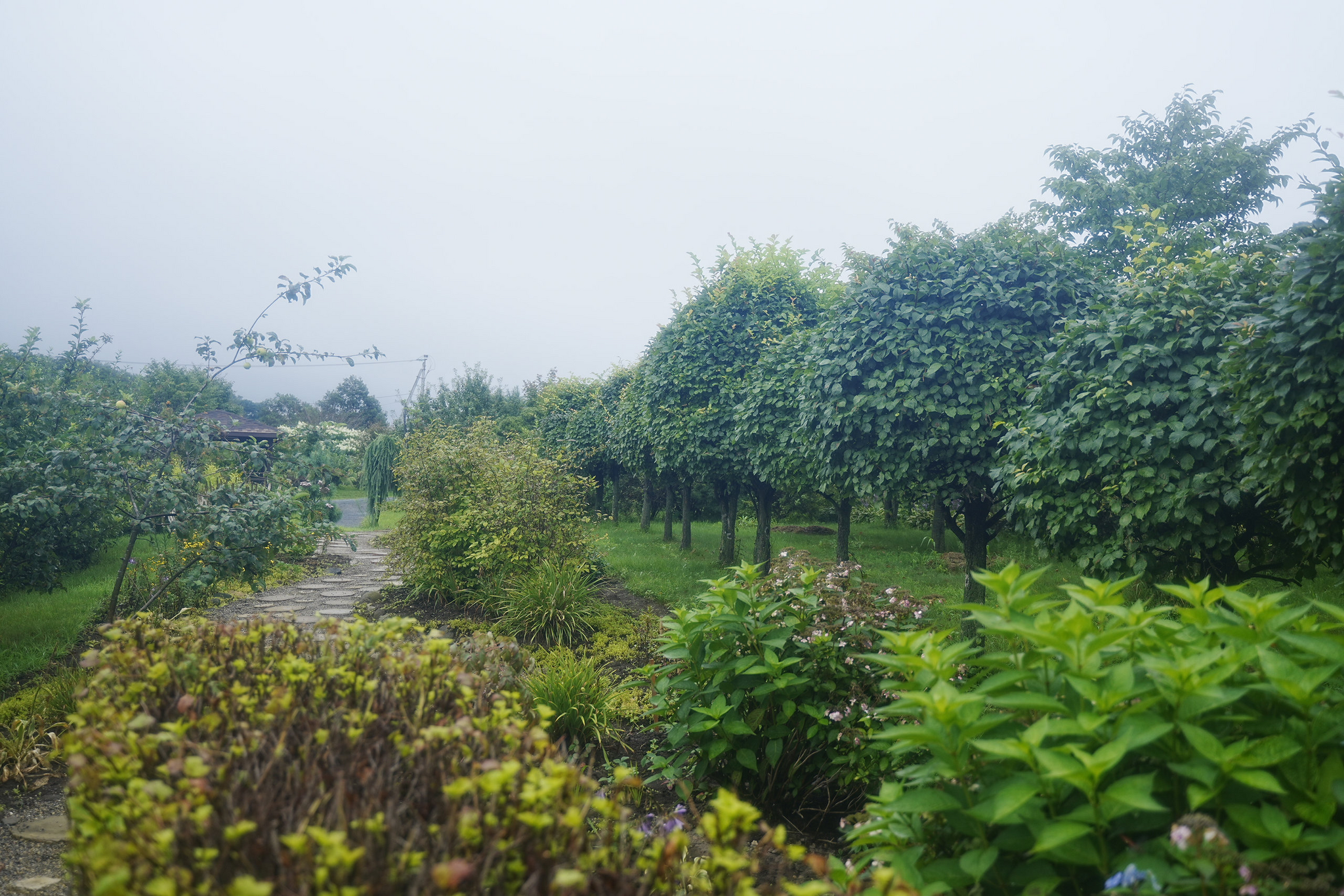 Japanese gardens near Nakhodka, morning after rain - My, Primorsky Krai, Photographer, City Nakhodka, Japanese Garden, Kappa, Spider, Longpost