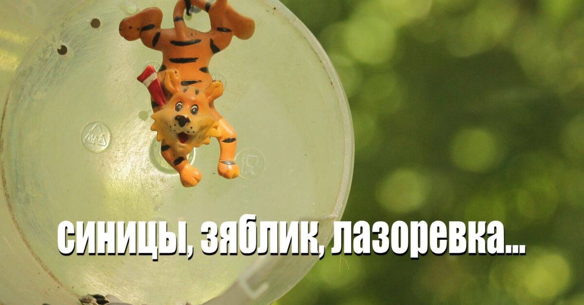 The usual, everyday activity at a window bird feeder with street sounds - My, Moscow, Rutube, In the animal world, A life, Short videos, Birds, The nature of Russia, Bird watching, Photo hunting, Tit, Ornithology, Ornithology League, Lazorevka, Finches, Video