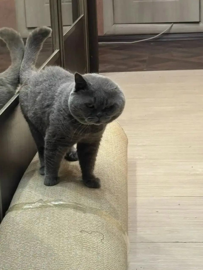 Кот-босс