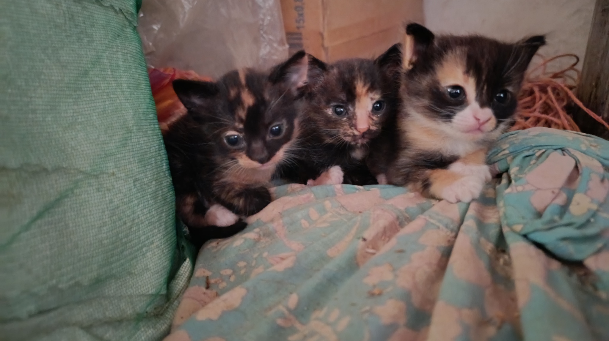 Мама вчерашнего рыжего бабушкиного кота. Младшие сестрёнки - Моё, Кот, Отдых, Котята, Длиннопост