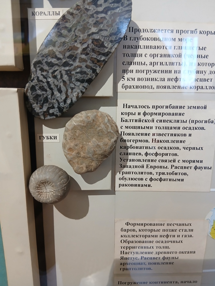 На побережье Балтики их очень много