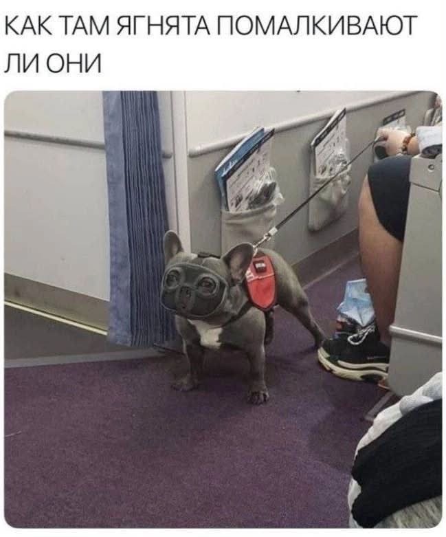 Ганнибал Бульдог