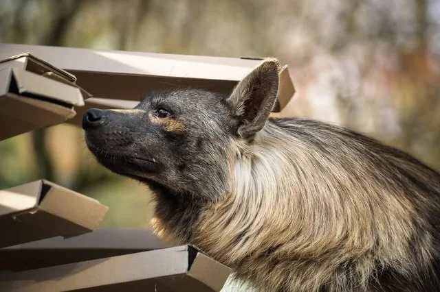 These are the wrong boxes. - Brown hyena, Hyena, Predatory animals, Wild animals, Zoo, Box, The photo, Longpost
