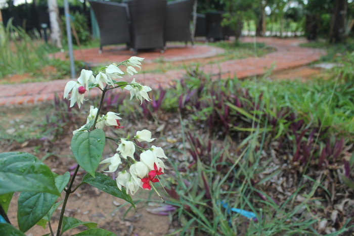 ������������ �������� (Clerodendrum thomsoniae) �� ��������� ���������� (Lamiaceae).