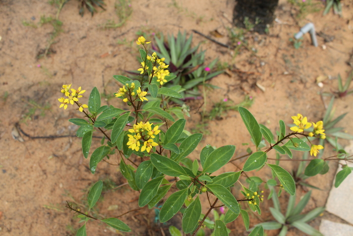 Galphimia glauca (������� �����, ������� ���) �� ��������� Malpighiaceae