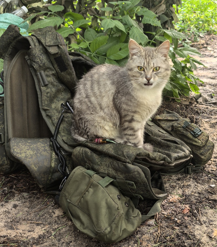 Ответ на пост воскресная рубрика "Покажи своего питомца"
