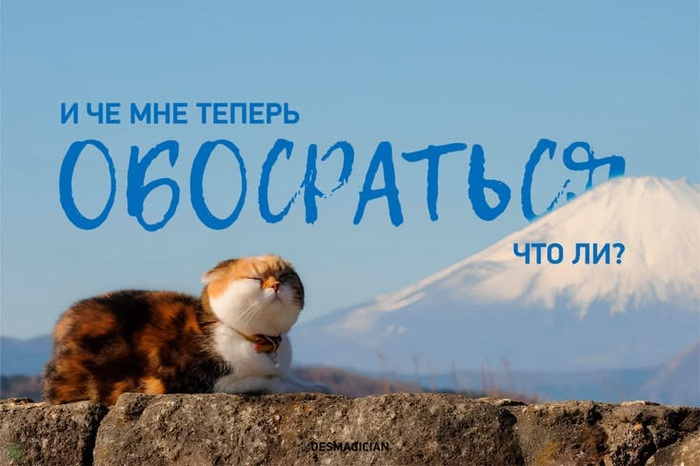 котик