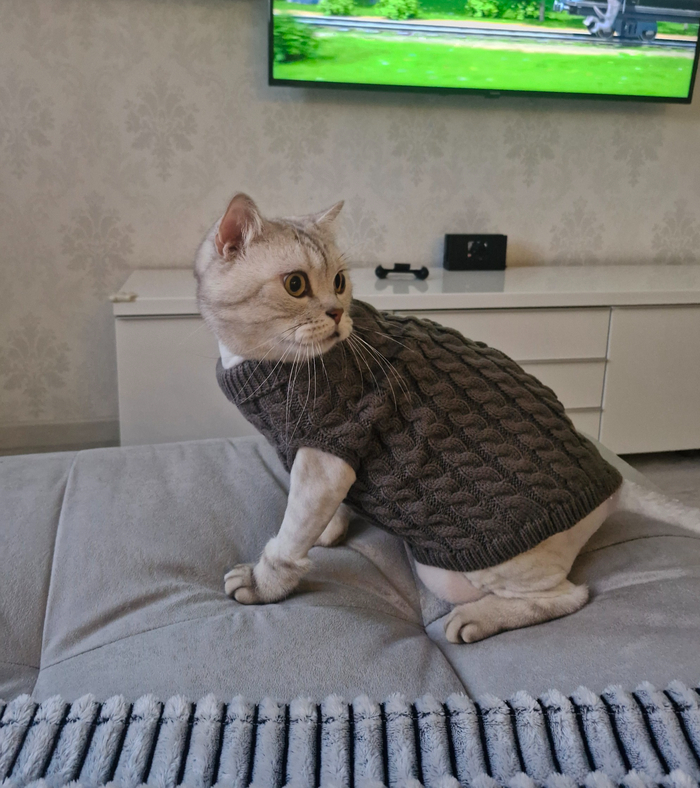 Кот Барсентий Укусов