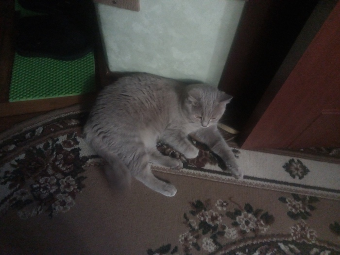 Вот вам кошка