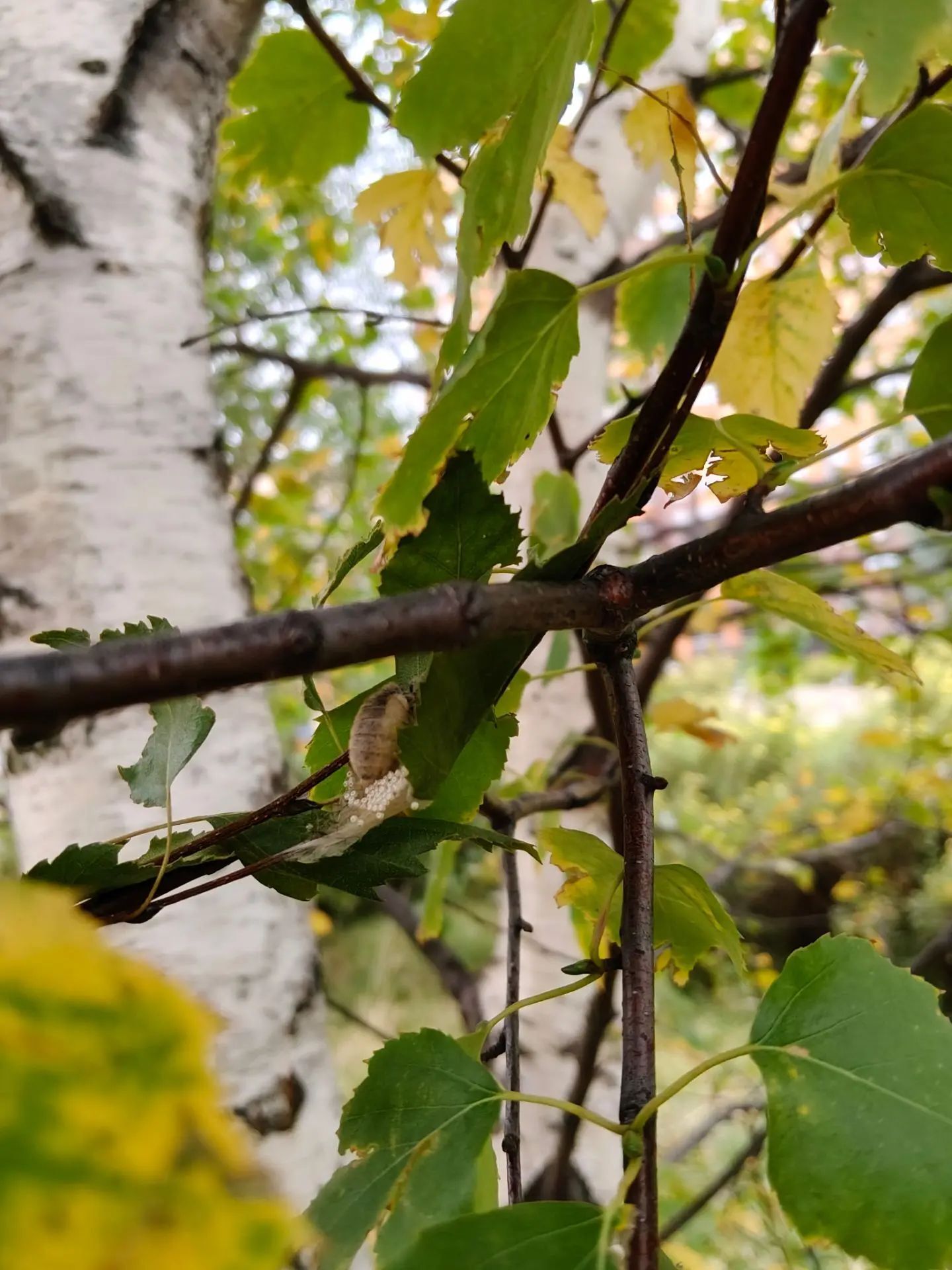 Continuation of the post An Unusual Guest - My, Survey, Experiment, Biology, Caterpillar, Growing, Reply to post