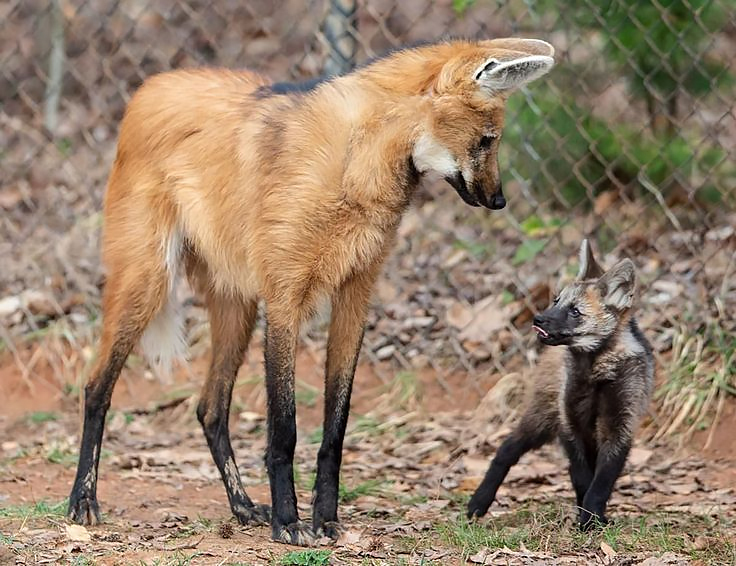 School Facts: Guar Bonus - Series School facts, My, Biology, Informative, Facts, Nature, Animals, Nauchpop, In the animal world, Amazing, Astonishment, Mammals, Predatory animals, Canines, Wolf, Video, Vertical video, Short videos, Longpost