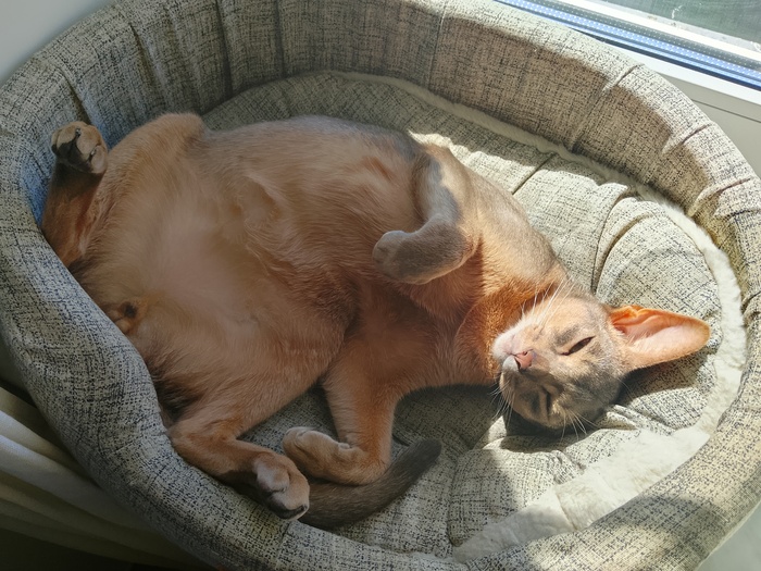 Солнечного кота вам в ленту)