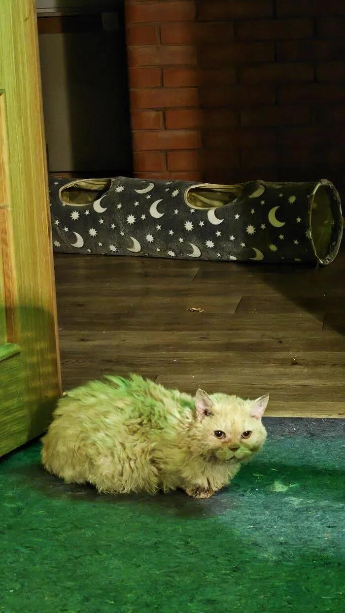 Обманчивая милость котия