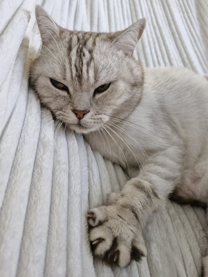 Кот Барсентий Укусов