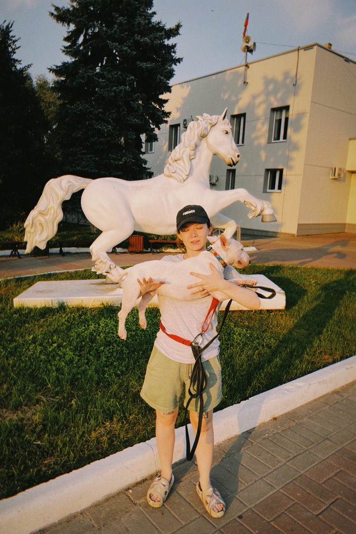 белогривые лошадки