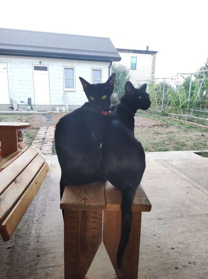 Котиковое