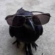 ����� ����� ������ ���� �����������