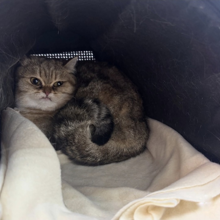 Кошка дня