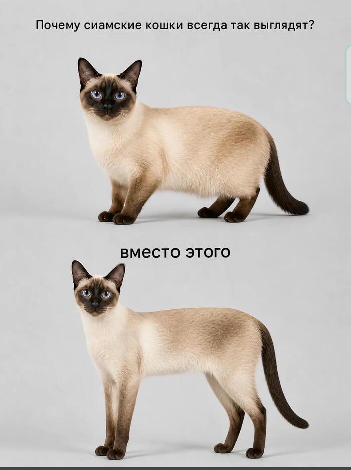 Про кошку