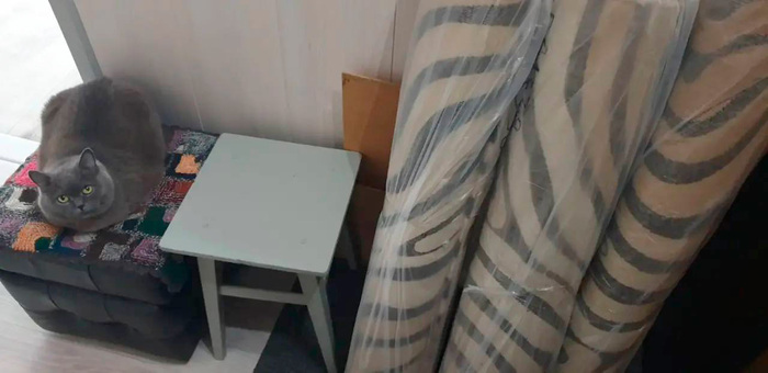 � ���� ��������: ����������� �����. ������� ����