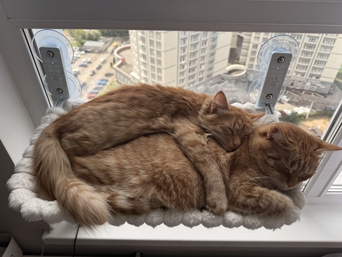 �� ����� ��� ���