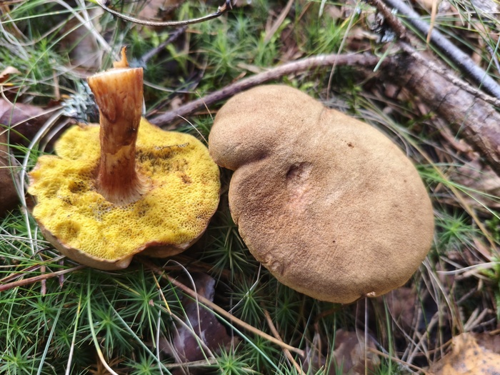 Моховик тёмно-коричневый (лат. Xerocomus ferrugineus или Boletus ferrugineus)