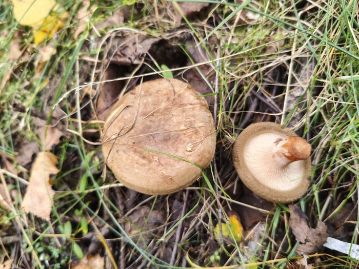 Свинушка тонкая (Paxillus involutus)