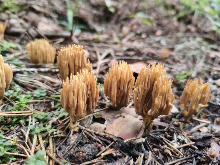 ������� ������������ (���. Ramaria eumorpha ��� Phaeoclavulina eumorpha)