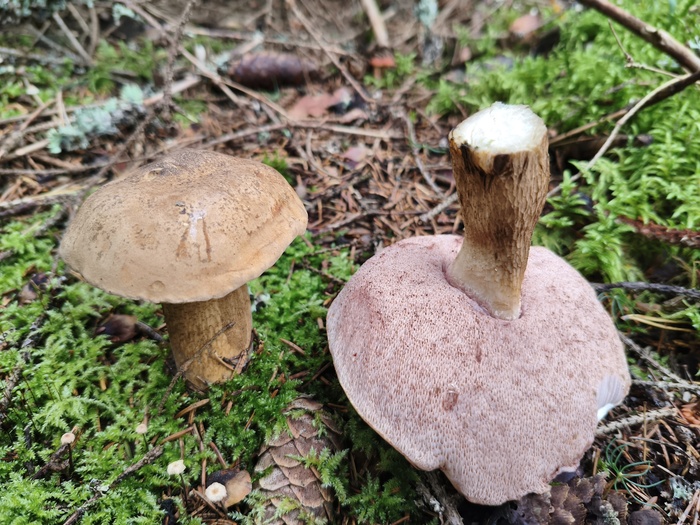 ������� ���� (������, ���. Tylopilus felleus)