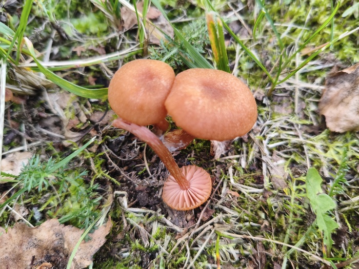 ����������������! �������� ������� (���. Laccaria laccata)