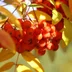 ElysiumTeney