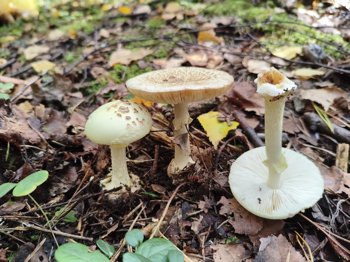 ������� ������������� (���. Amanita citrina)