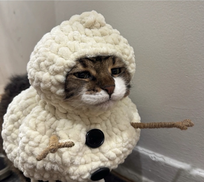 Кот дня