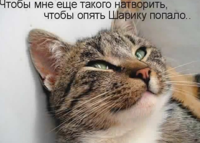 Собачачий котоподставщик