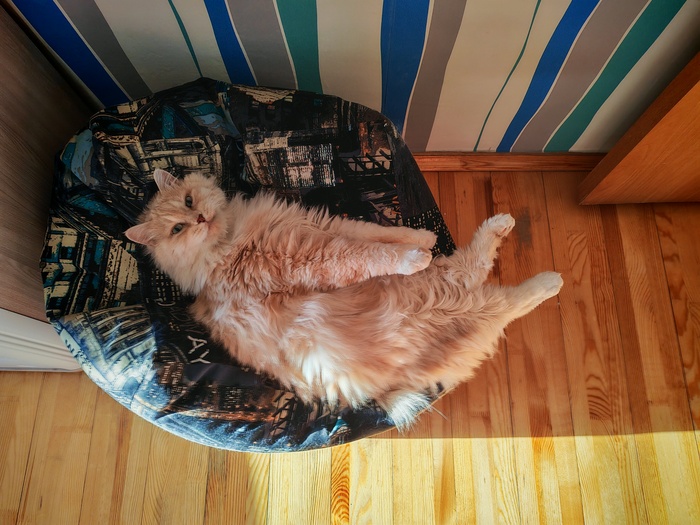 Курильский бобтейл Персик.