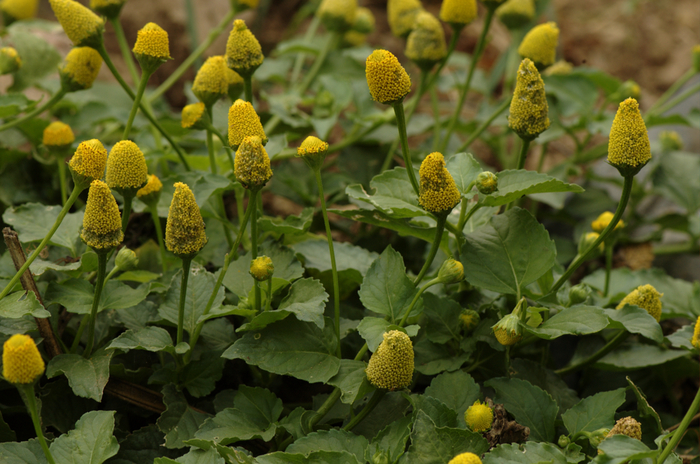 Такой вот электрический цветок — <a href="https://commons.wikimedia.org/wiki/File:Spilanthes_oleracea-plant.jpg" target="_blank" rel="nofollow noopener">акмелла огородная</a>